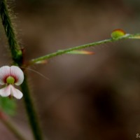 <i>Aeschynomene americana</i>  L.